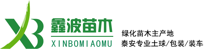 山東泰安鑫波櫻花苗木基地